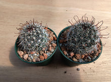 Mammillaria louisae ZRI 572