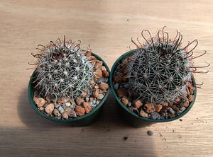 Mammillaria louisae ZRI 572