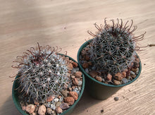 Mammillaria louisae ZRI 572