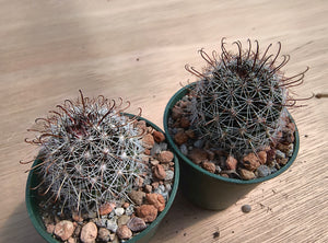 Mammillaria louisae ZRI 572