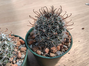 Mammillaria louisae ZRI 572