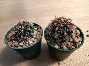 Thelocactus bicolor SB866