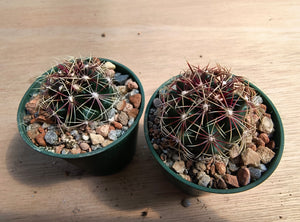 Thelocactus bicolor SB866