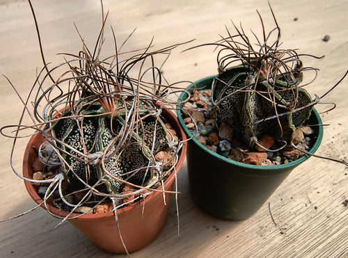 Astrophytum capricorne MEX53 KM69