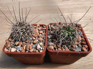 Acanthocalycium spiniflorum v. klimpelianum PK323