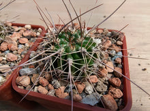 Acanthocalycium spiniflorum v. klimpelianum PK323