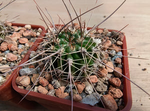 Acanthocalycium spiniflorum v. klimpelianum PK323