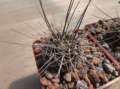 Acanthocalycium spiniflorum v. klimpelianum PK323