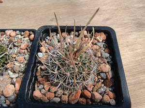 Stenocactus erectocenterus