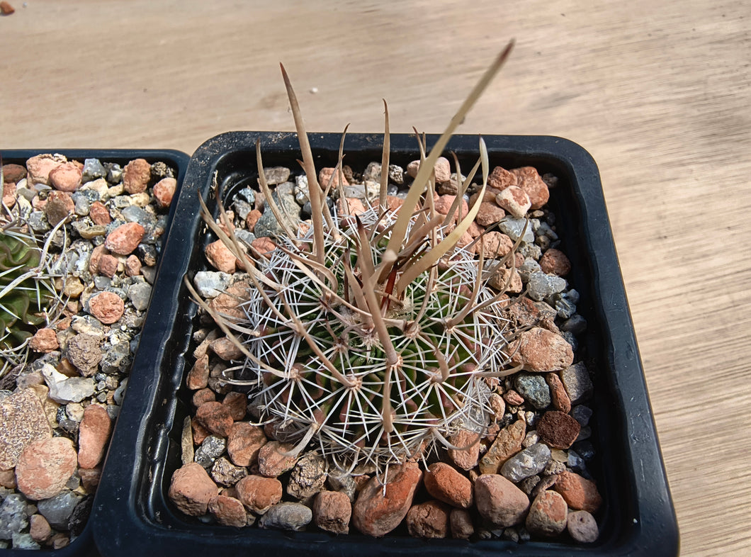 Stenocactus erectocenterus