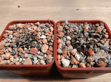 Gymnocalycium bodenbendarianum ssp. piltziorum VoS126