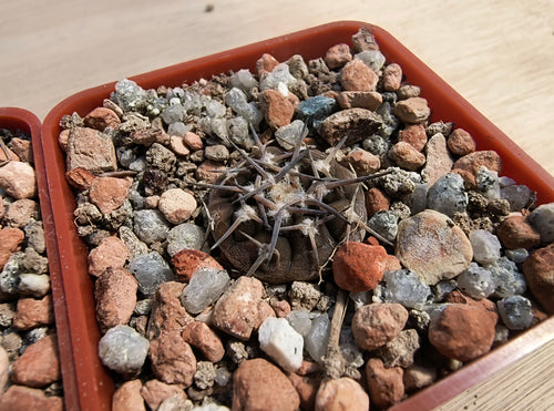 Gymnocalycium bodenbendarianum ssp. piltziorum VoS126