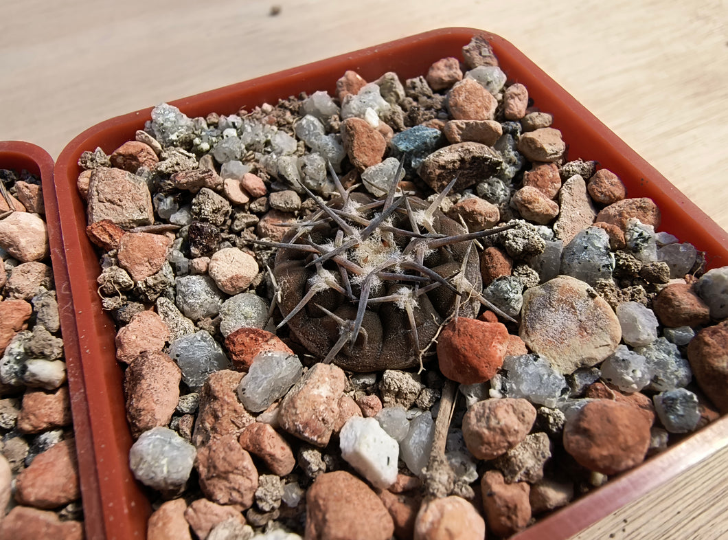 Gymnocalycium bodenbendarianum ssp. piltziorum VoS126