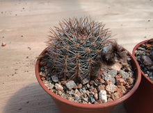 Lobivia densispina R30