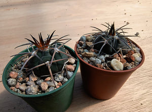 Gymnocalycium spegazzinii AVF