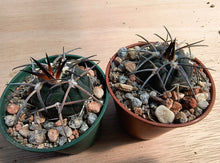 Gymnocalycium spegazzinii AVF