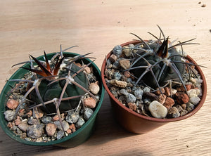 Gymnocalycium spegazzinii AVF