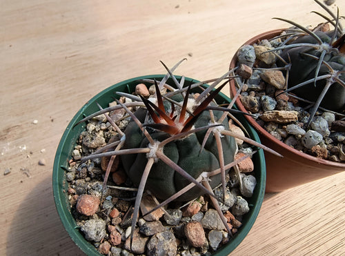 Gymnocalycium spegazzinii AVF