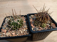 Stenocactus lamellosus SB111