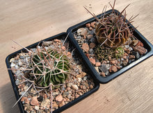 Stenocactus lamellosus SB111