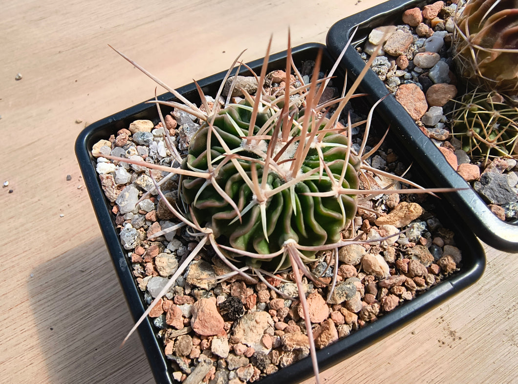 Stenocactus lamellosus SB111