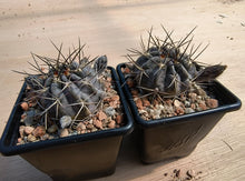 Acanthocalycium erythranthum