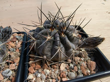 Acanthocalycium erythranthum