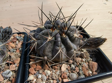 Acanthocalycium erythranthum