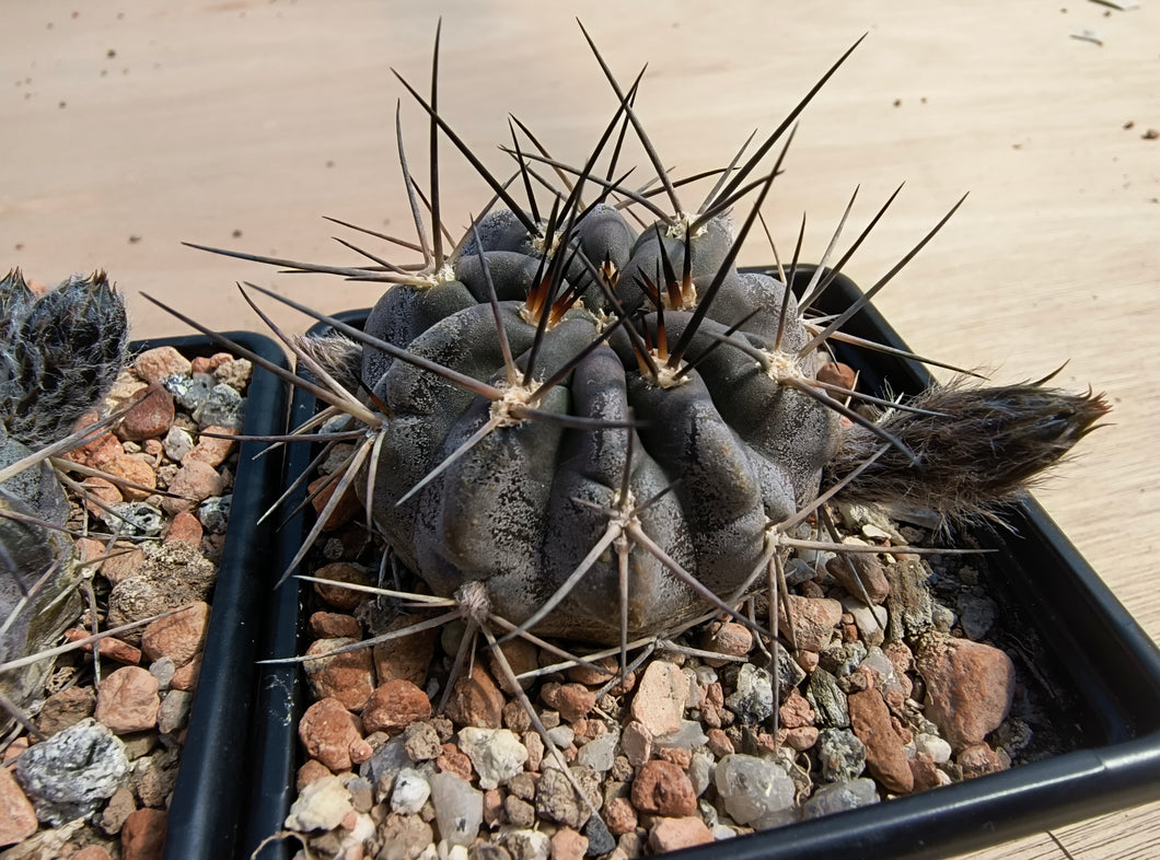 Acanthocalycium erythranthum