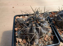 Acanthocalycium erythranthum