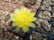 Lobivia aurea v. sierragrandensis SE7