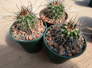 Acanthocalycium spiniflorum P120