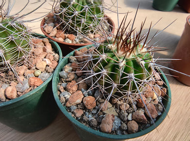 Acanthocalycium spiniflorum P120