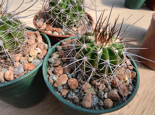 Acanthocalycium spiniflorum P120