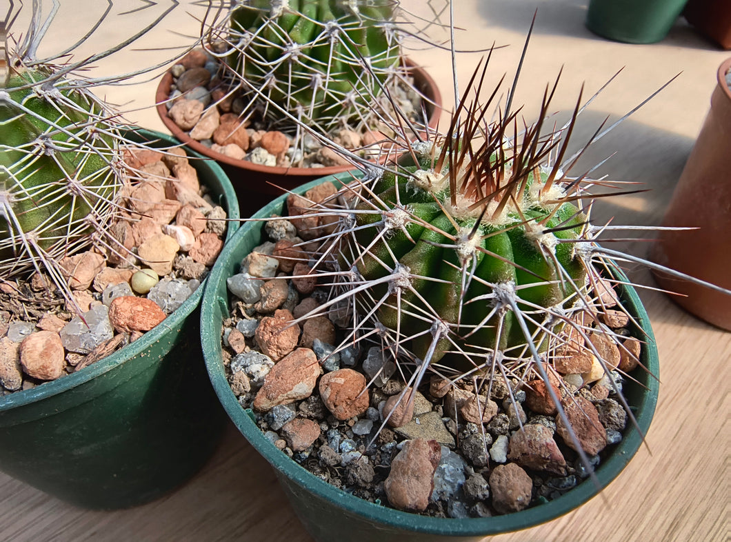 Acanthocalycium spiniflorum P120
