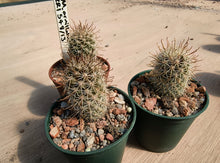 Mammillaria armillata ZRI 548