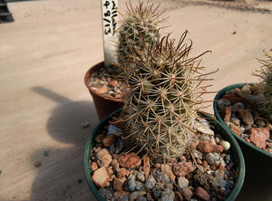 Mammillaria armillata ZRI 548