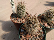 Mammillaria armillata ZRI 548