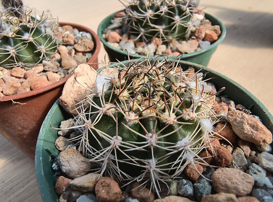 Echinopsis ancistrophora SE142