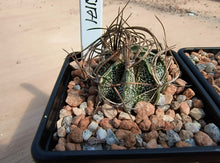 Astrophytum capricorne RS1171