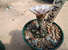 Gymnocalycium erinaceum var. paucisquamosum VoS734
