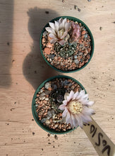 Gymnocalycium erinaceum var. paucisquamosum VoS734