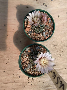 Gymnocalycium erinaceum var. paucisquamosum VoS734