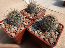 Mammillaria gueldemanniana Rep1588