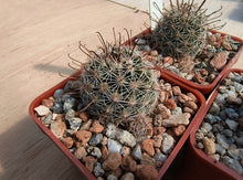 Mammillaria gueldemanniana Rep1588