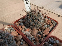 Mammillaria gueldemanniana Rep1588