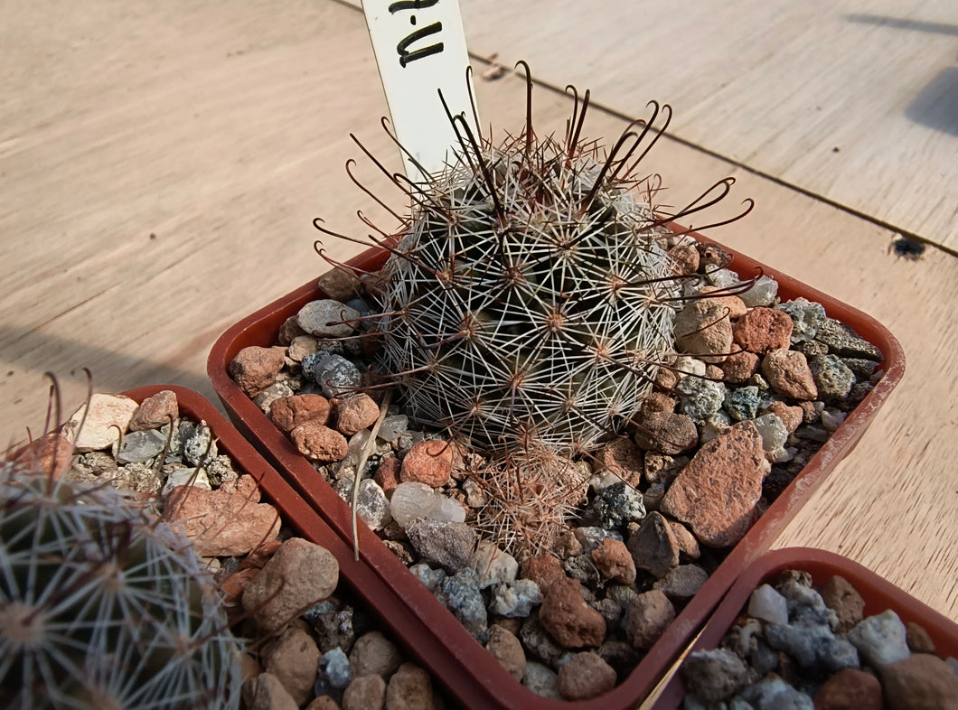 Mammillaria gueldemanniana Rep1588