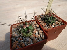 Thelocactus rinconensis freudenbergeri