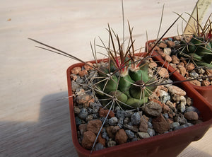 Thelocactus rinconensis freudenbergeri
