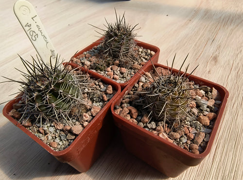 Lobivia aurea depressicostata P185